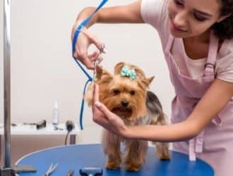 Choosing the Best Dog Groomer for Your Pup