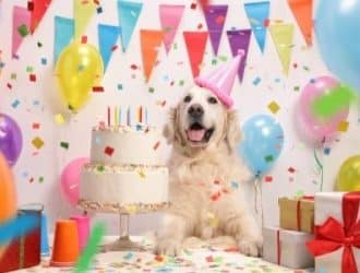 PrimePickUSA-134373-Dog-Enjoy-Birthday-imaeg1.jpg