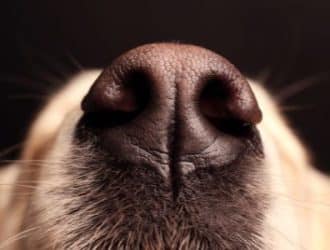 Reasons Why Your Dog's Nose Is Dry and How To Treat It