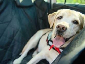 How To Dog-Proof Your Car for the Summer