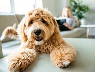 Furry Friends: Reasons You Should Buy a Dog From a Breeder