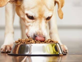 What To Consider Before Switching Dog Foods