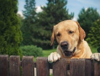 Building a Dog-Friendly Backyard Oasis: What To Know