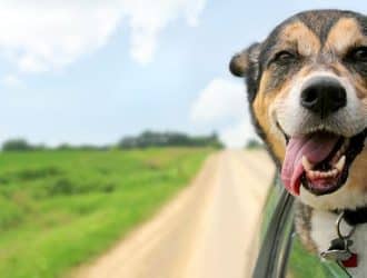 Ultimate Guide to Truck Driving With Your Pet