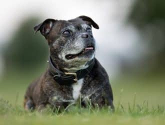 4 Ways To Improve Your Senior Dog’s Quality of Life