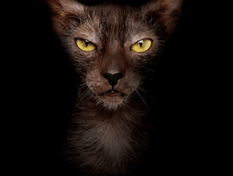 Lykoi or wolf cat