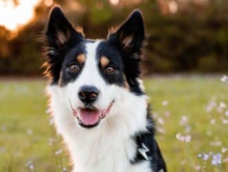 5 Neat Facts About Border Collies You Should Know