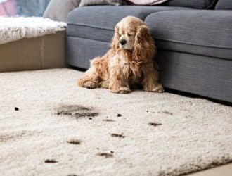 4 of the Most Common Carpet Cleaning Mistakes With Pets