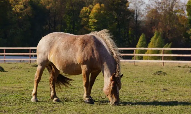 Causes of and Treatments for Obesity in Horses - BarkleyAndPaws