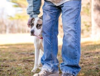 Doggy Care: 4 Most Common Reasons Your Dog Shakes