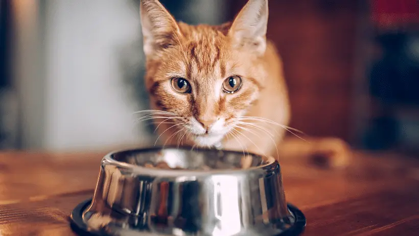 cat eating bowl