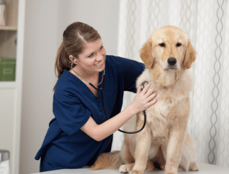 dog at vet