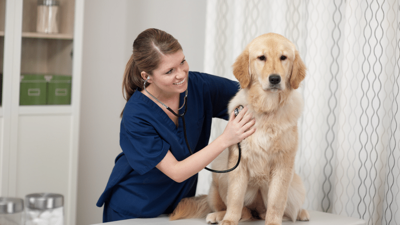 Worried dog owner on the phone with a vet