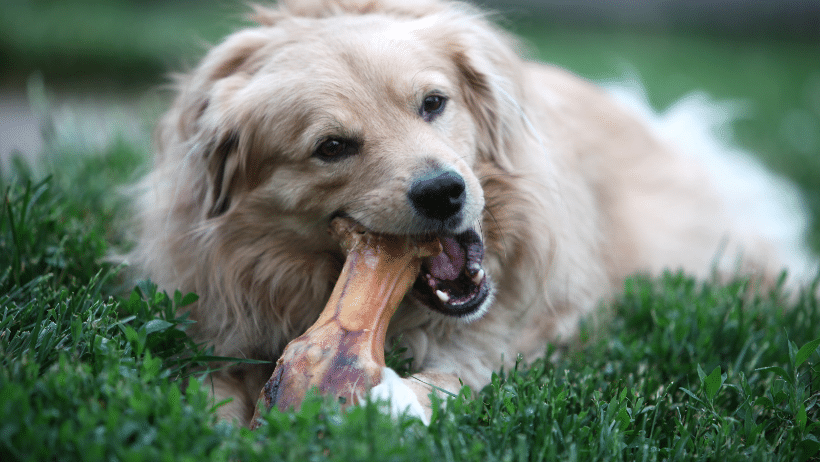 dog chewing bone