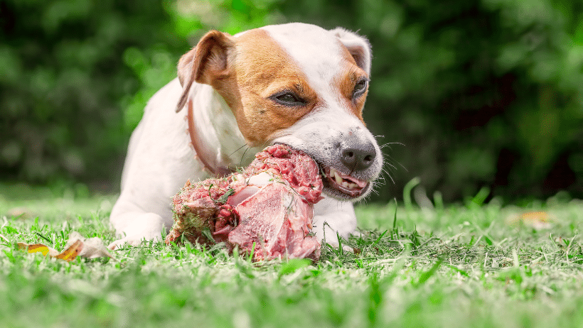 dog chewing bone