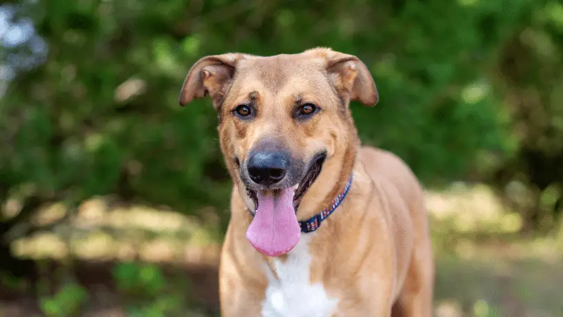 german shepherd mix