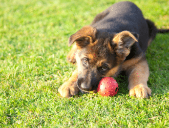 german shepherd mix