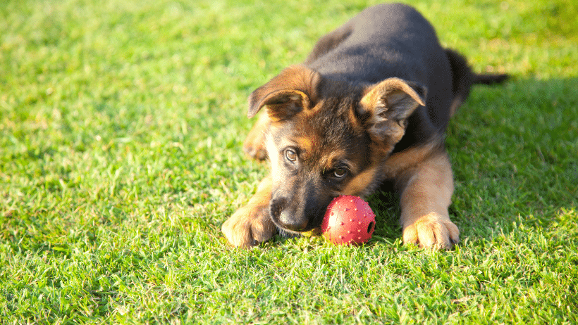 german shepherd mix