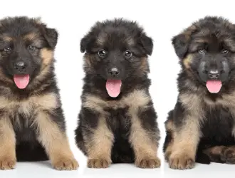 german shepherd puppies