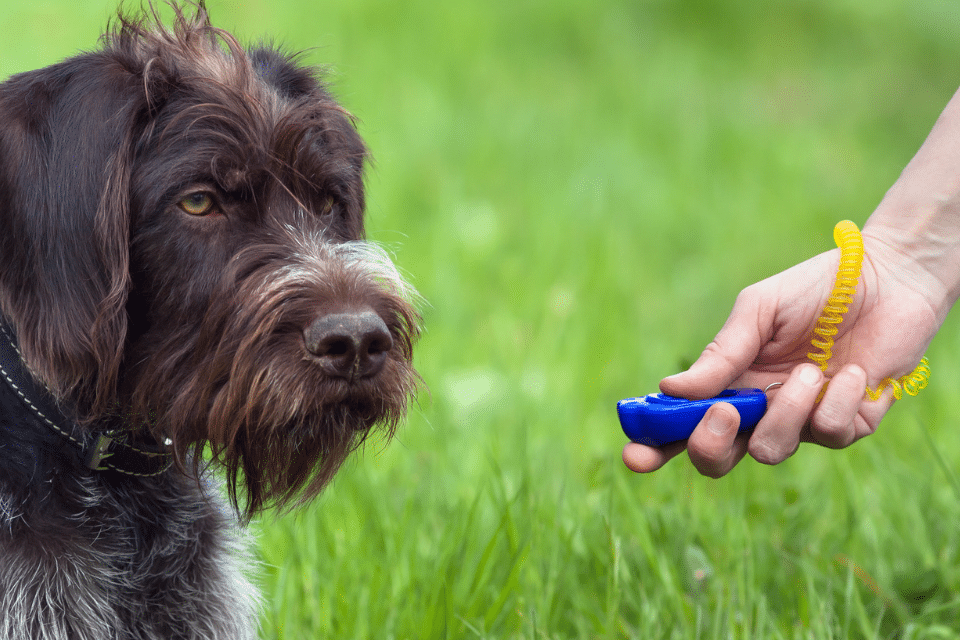 dog clicker command