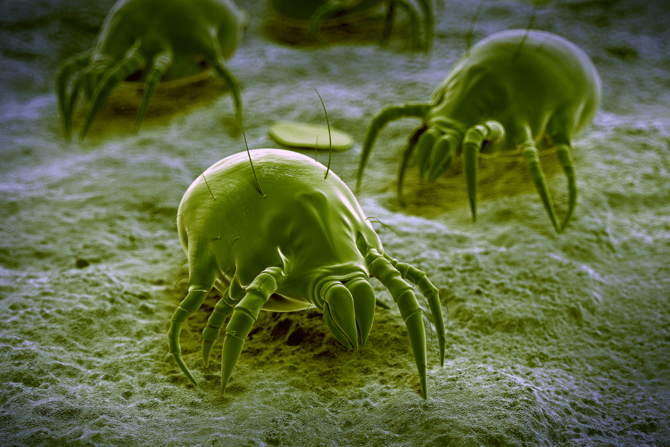 mites