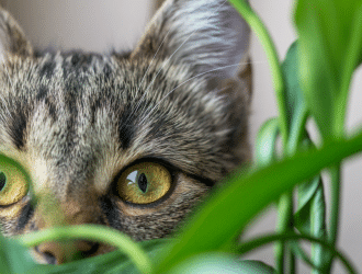 cat around plants 2