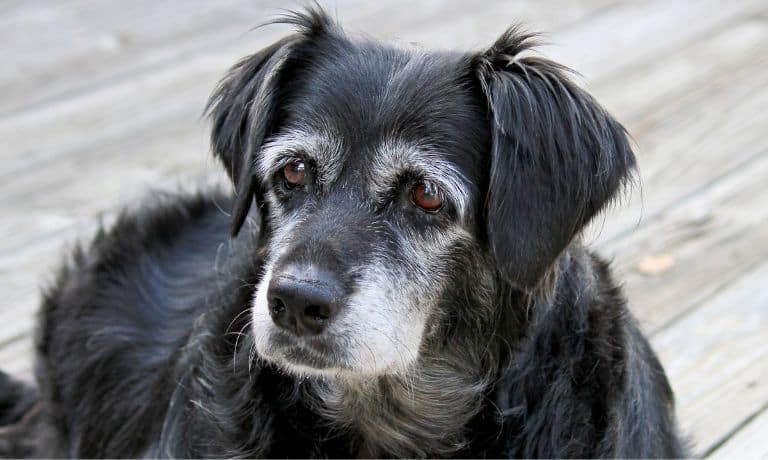 How Often Should Senior Dogs Visit the Vet?