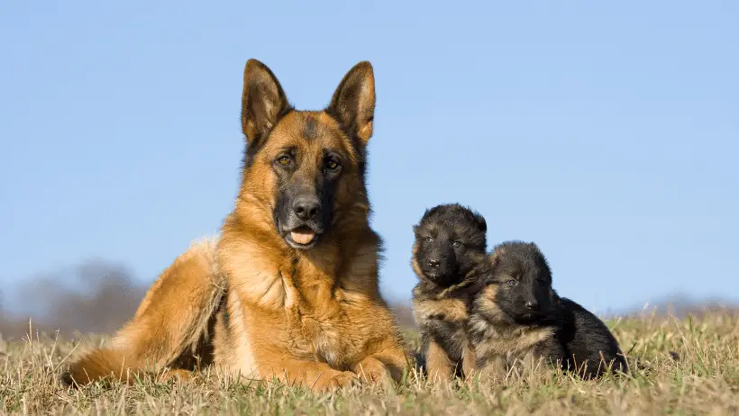 German Shepherd with puppies