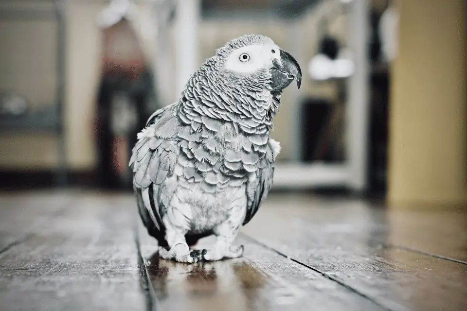 african Grey Parrot