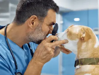 dog with vet examine eyes cataracts