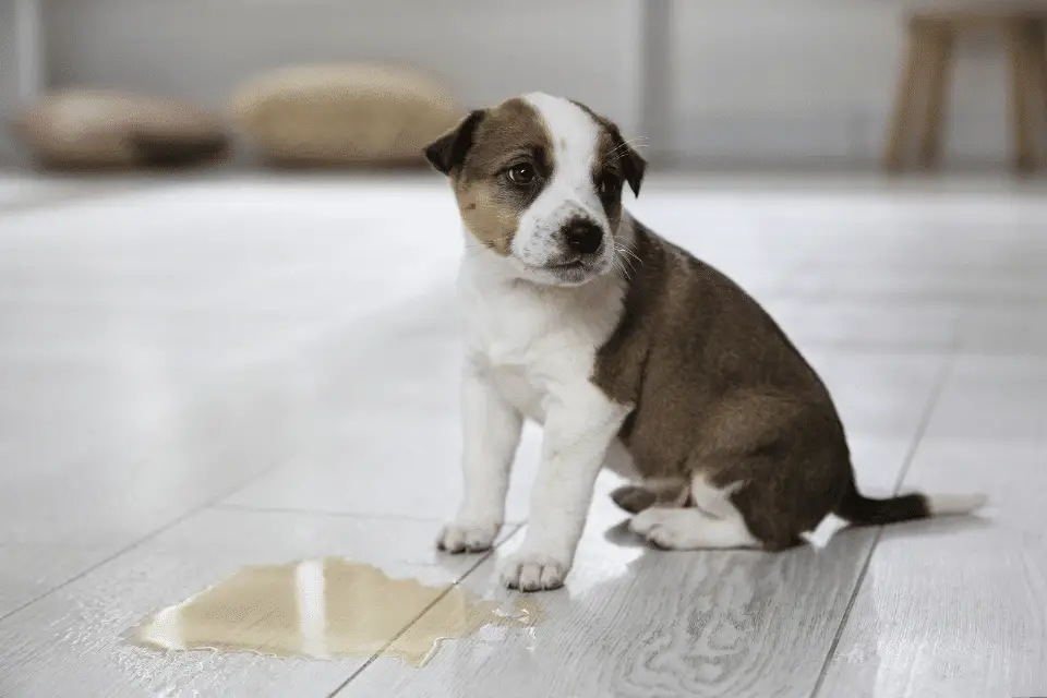 puppy peeing puddle