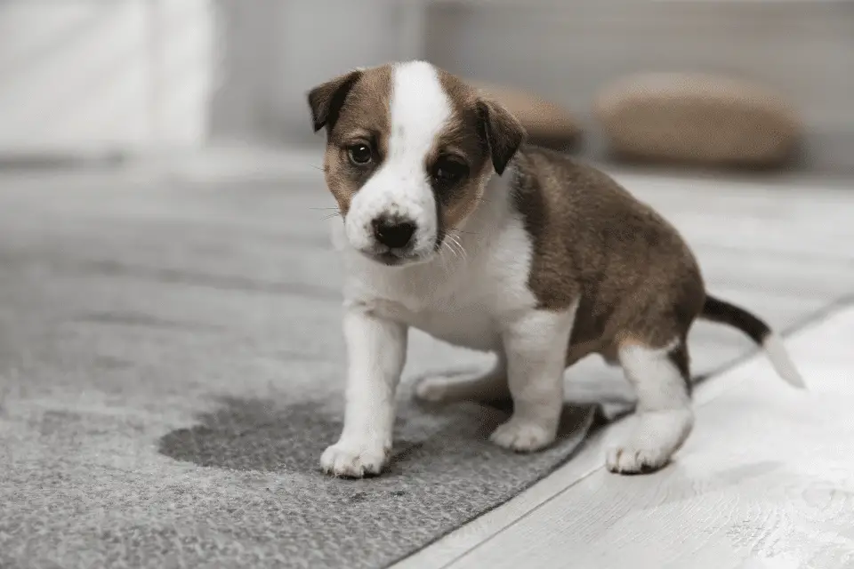 puppy peeing puddle