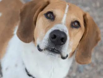 Beagle Basset Mix