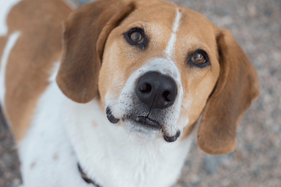 Beagle Basset Mix