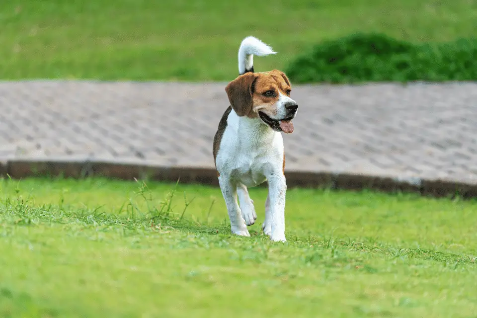 Beagle Basset Mix