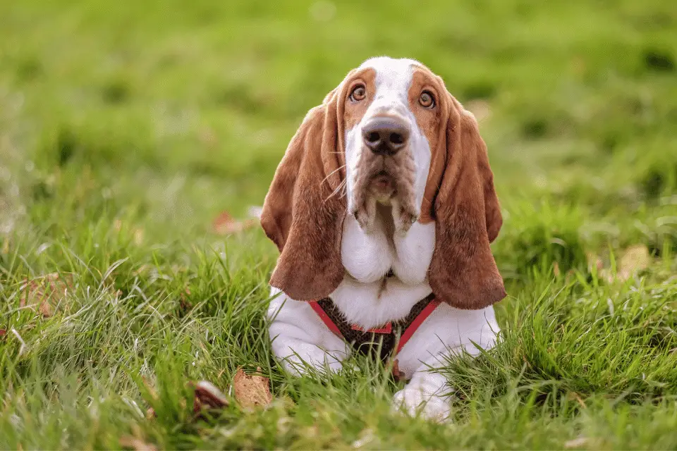 Beagle Basset Mix