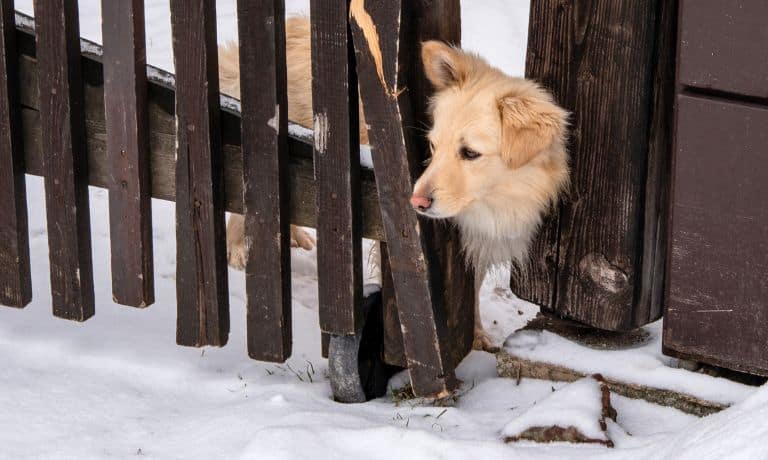 How To Safely Prevent Pets From Escaping Your Home