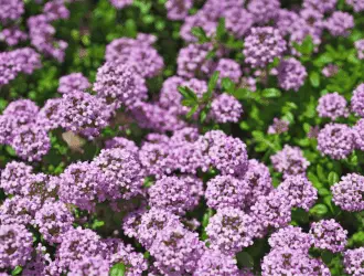 creeping thyme in garden