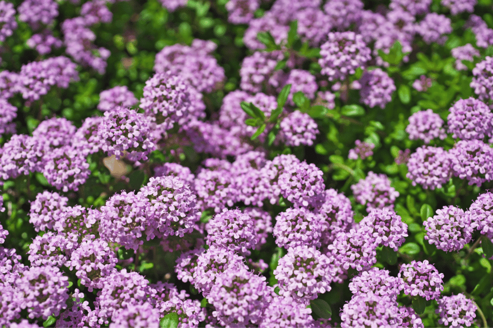 creeping thyme in garden