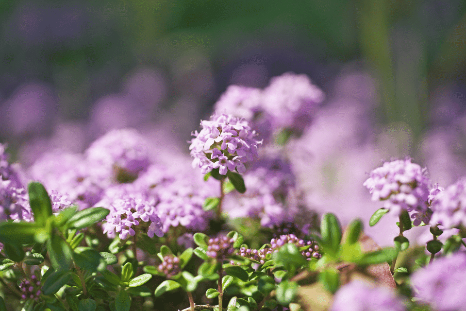 creeping thyme in garden