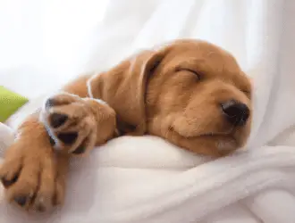 dog sleeping a lot