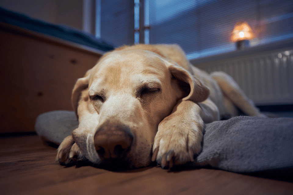 dog sleeping