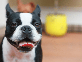 Boston Terrier