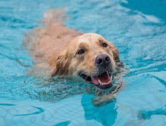 Don’t let your four-legged friend fall victim to a potentially dangerous accident. Read on to learn how to ensure your dog’s safety around your swimming pool.