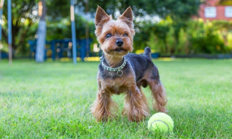 The Benefits of Using Personalized Dog Collars - BarkleyAndPaws