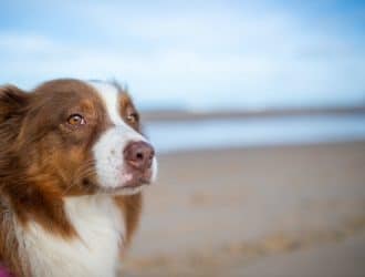 aussie shepherd image