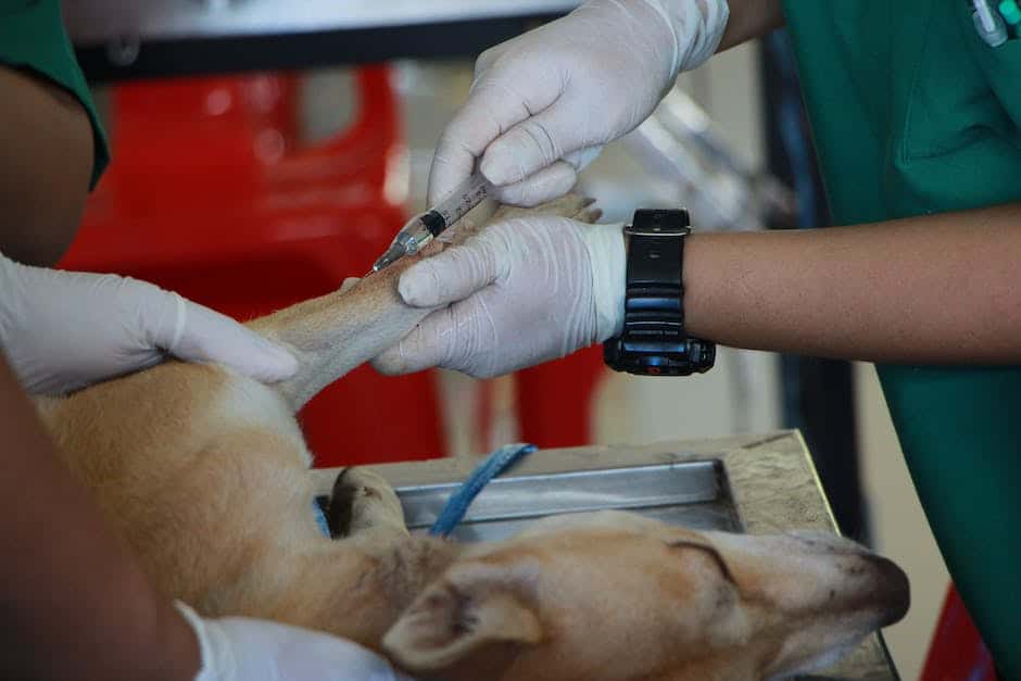 dog yearly vaccination shots