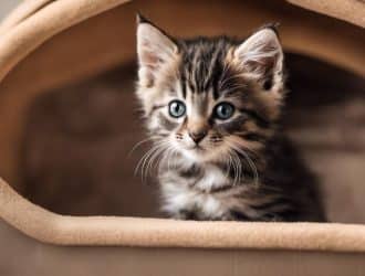 kitten litter box training