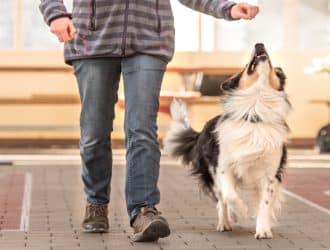 Tips for Teaching Your Dog the Heel Command