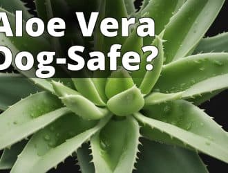 aloe_safe_for_dogs.jpg